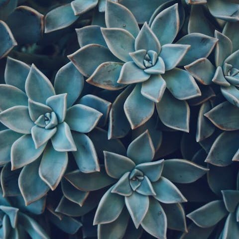 The Beauty of Succulent Plants: A Guide to Various Succulent Plant Names - Flora Queen