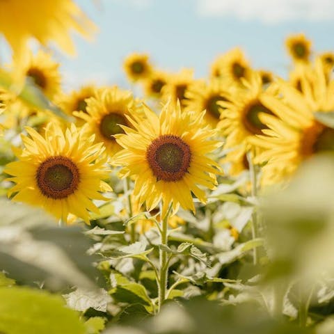 Sunflower Life Cycle: From Seed to Blossom - Flora Queen