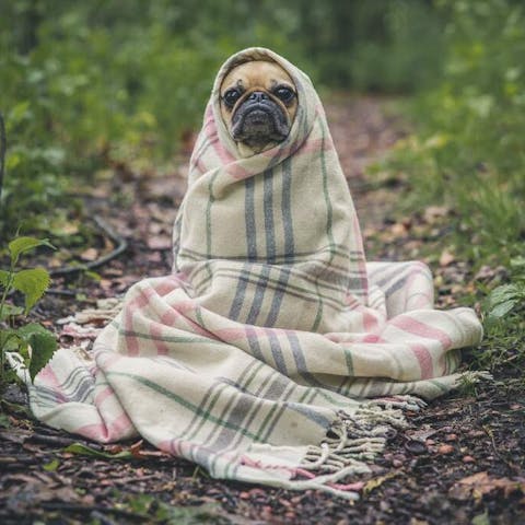 What to Say to Someone Who Lost a Pet: Comforting Words and Support - Flora Queen