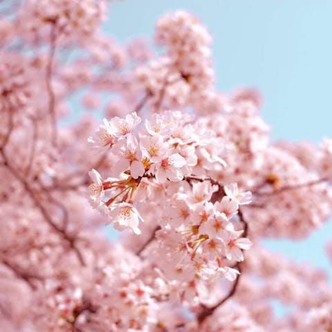 What Do Cherry Blossoms Mean: Unveiling the Symbolism and Beauty - Flora Queen