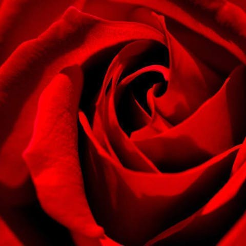 The Meaning and Symbolism Behind Red Roses - Flora Queen