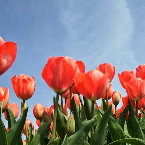 Are Tulips Perennials? Unraveling the Mystery of Tulip Plants - Flora Queen
