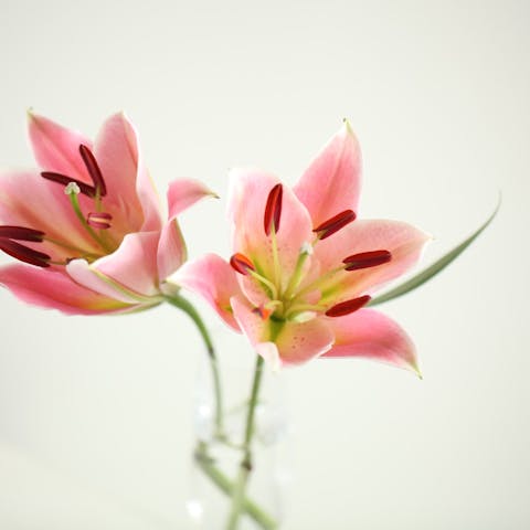 Flowers Types: Exploring the Diverse World of Blooms - Flora Queen