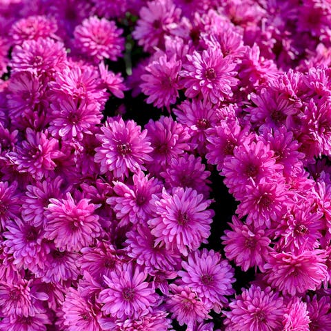 The Alluring Beauty of Fuchsia: A Comprehensive Guide - Flora Queen