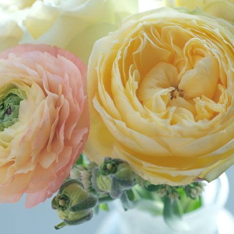 The Enchanting Beauty of Ranunculus: A Complete Guide - Flora Queen
