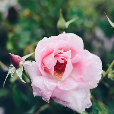 How to Grow Roses from Cuttings: A Comprehensive Guide - Flora Queen