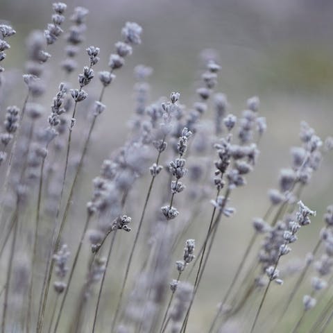 Decoding the Meaning of Gray Flowers - Flora Queen