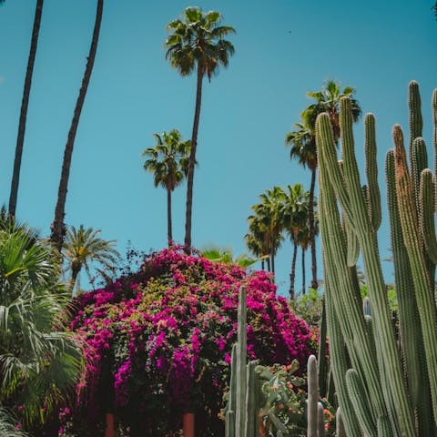 What plants grow in Morocco? - Flora Queen