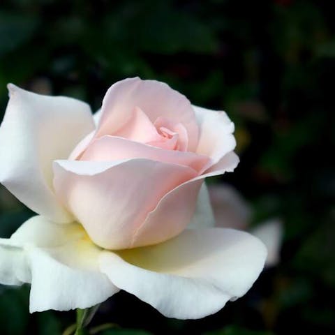 Flowers: Spontaneity and Romance - Flora Queen