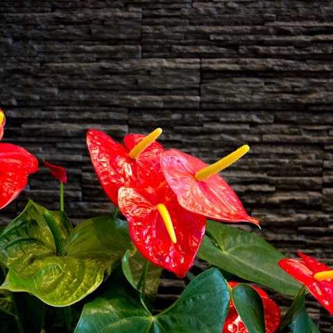 Making Every Day Special with Flowers - Flora Queen