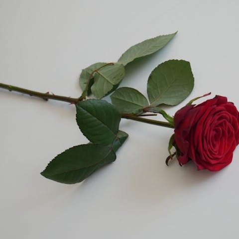 The Power of a Single Red Rose: A Symbol of Love - Flora Queen