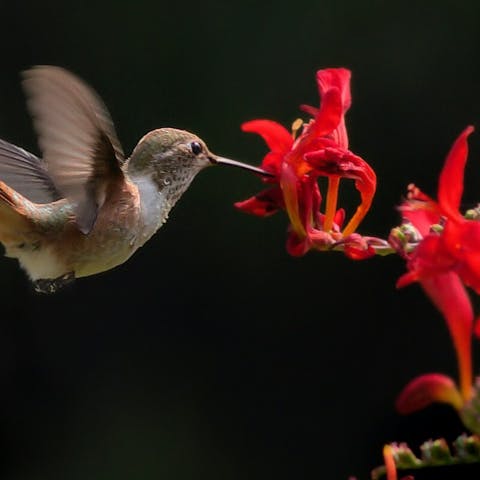 what flowers do hummingbirds like? - Flora Queen