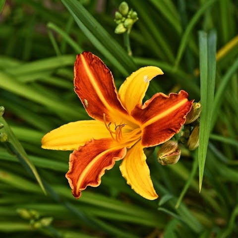 Perennial Flowers That Bloom From Spring to Fall - Flora Queen