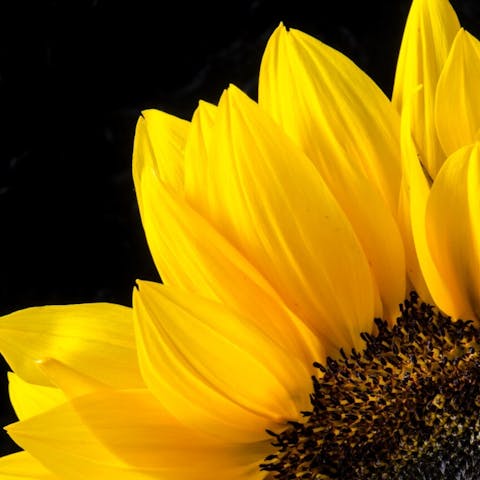 What Does a Sunflower Symbolize: Exploring the Meaning and Significance - Flora Queen