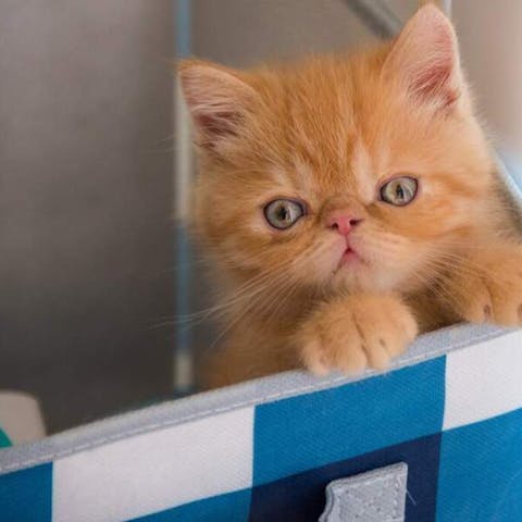 What Flowers Poisonous To Cats - Flora Queen