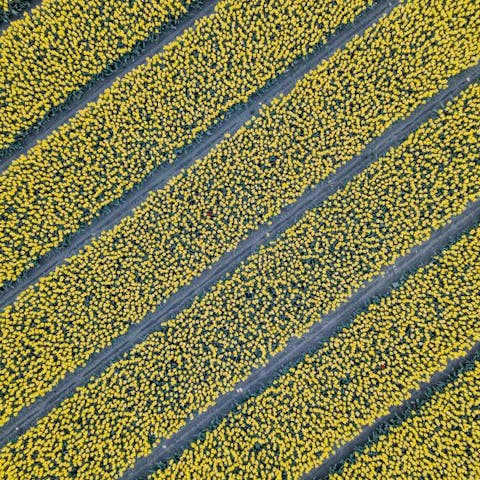 What Flowers Come Back Every Year - Flora Queen