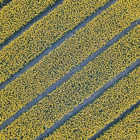 How Many Different Types Of Flowers Are There - Flora Queen