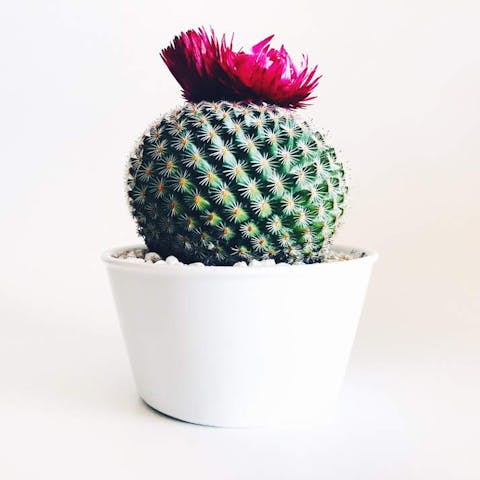 Cactus Flowers - Flora Queen