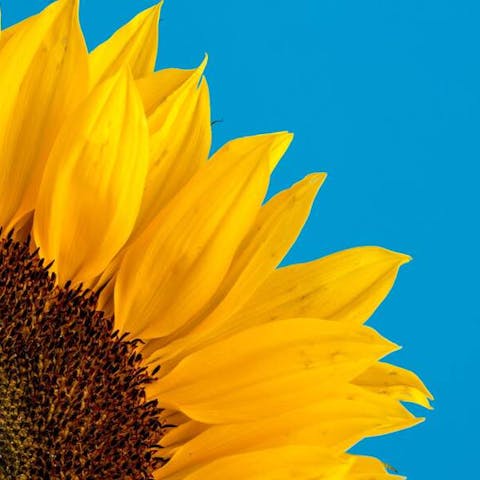 How To Take Care Of A Sunflower - Flora Queen