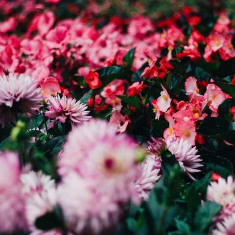 How To Keep Cats Out Of Flower Beds - Flora Queen