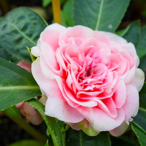 Balsam Flowers Are Similar to Impatiens, but Develop Quicker - Flora Queen