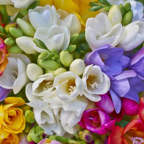 The Freesia Flower Is Highly Decorative with a Charming Perfume, a Perfect Reason to Bring It at Home - Flora Queen