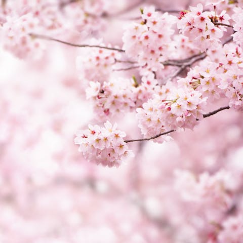 Nine of Natures Prettiest Flowers: Discover the Possibilities - Flora Queen