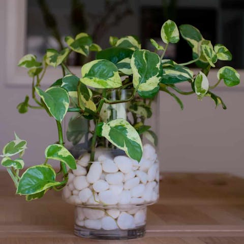 Discover Basic Pothos Plant Care Tips and Growing Information about Planting - Flora Queen