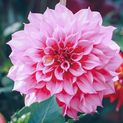 Four Popular Flowering Plants to Brighten Up Your Day - Flora Queen