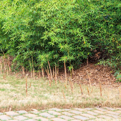 Five Pesky Plant Diseases to Watch out For - Flora Queen