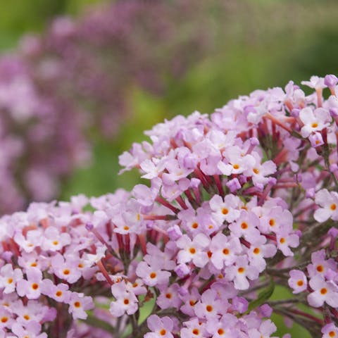 Six Lovely Flowers That Attract Hummingbirds - Flora Queen