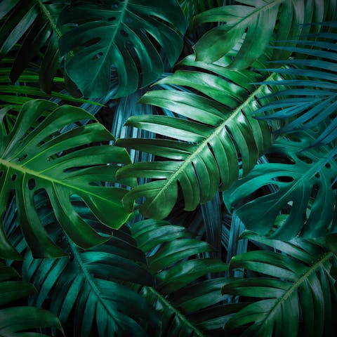 Smart Monstera Deliciosa Care Tips for Owners of This Beautiful Plant - Flora Queen