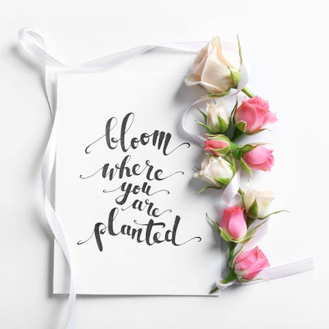 Quotes About Roses And Their Meanings  - Flora Queen