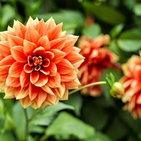 Annual Flowers to Brighten Up Your Garden - Flora Queen