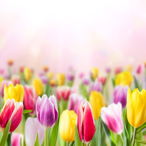 Tulip Flower Meanings, History, And Symbolism - Flora Queen