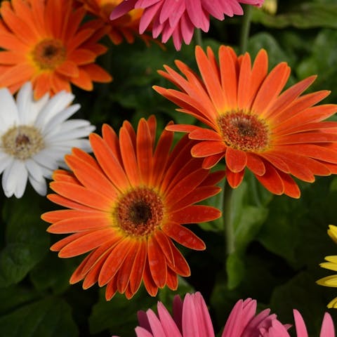 Your Simple Guide to Gerbera Daisy Care - Flora Queen