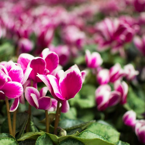 Poisonous Flowers – The Nature’s Weapon - Flora Queen