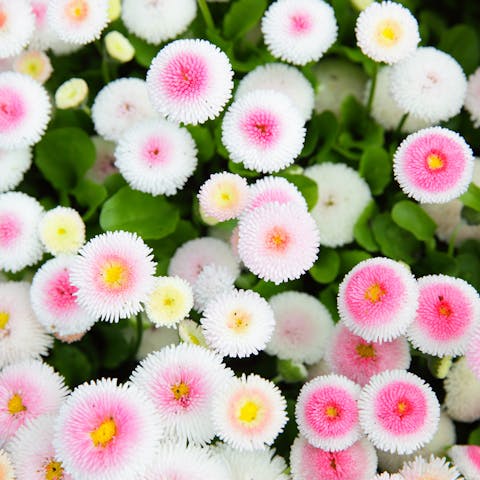 Distinguish the Difference Between Annual Vs Perennial Plants - Flora Queen