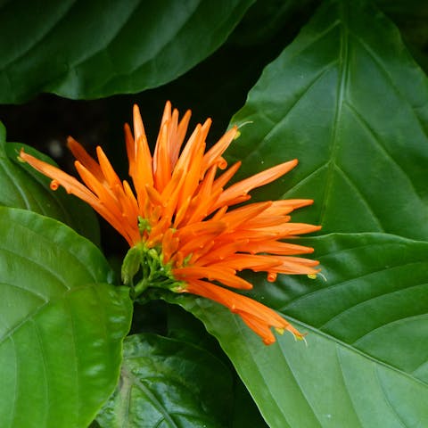 Mexican Flowers: 10 Beautiful Flowers Native to Mexico - Flora Queen