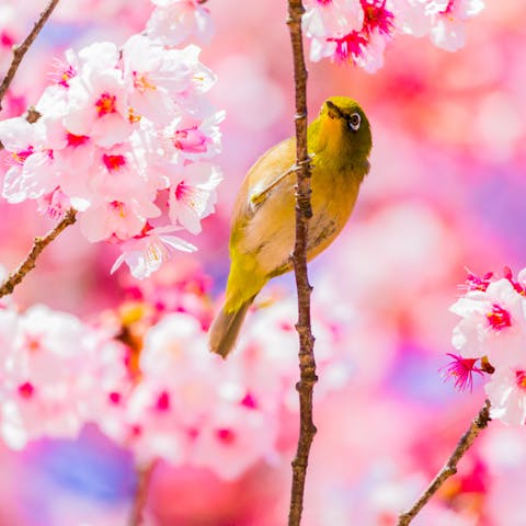 Discover the Most Beautiful Japanese Flower Names and Their Meanings - Flora Queen