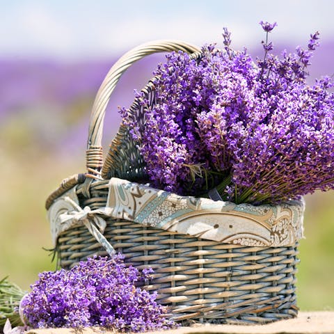 Flower Love: The Many Types of Lavender - Flora Queen