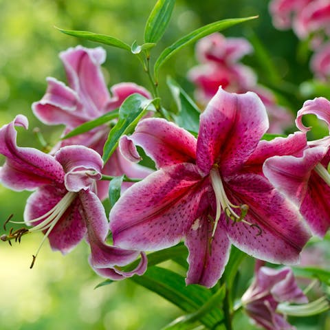 Exploring the World of Stargazer Lily Meaning - Flora Queen