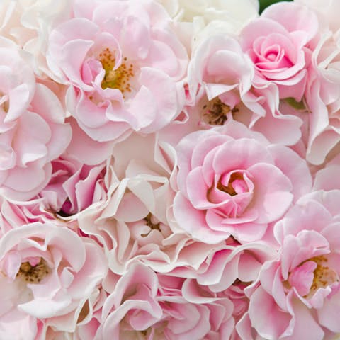 Pink Flower Names – Ideas for Gifts, Decorations, And More  - Flora Queen
