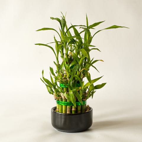 Discover Useful Lucky Bamboo Care Tips to Plant This Charming Houseplant in Your Garden - Flora Queen