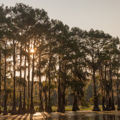 Cypress Tree – The Beautiful Crown - Flora Queen