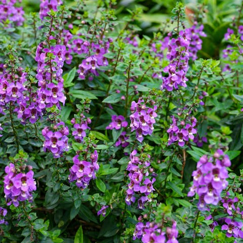 Interesting Purple Flower Names We All Should Know About - Flora Queen