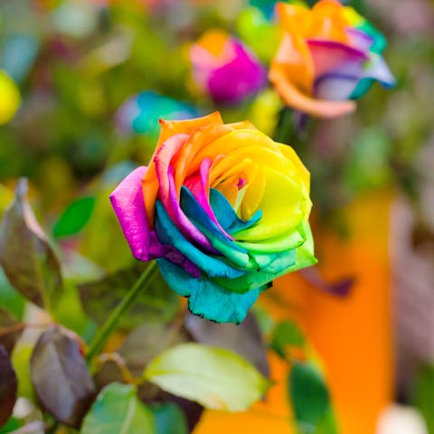 Rainbow Roses Are Beautiful, Stunning, and Make a Perfect Choice of Joyous Gift for Every Special Occasion - Flora Queen