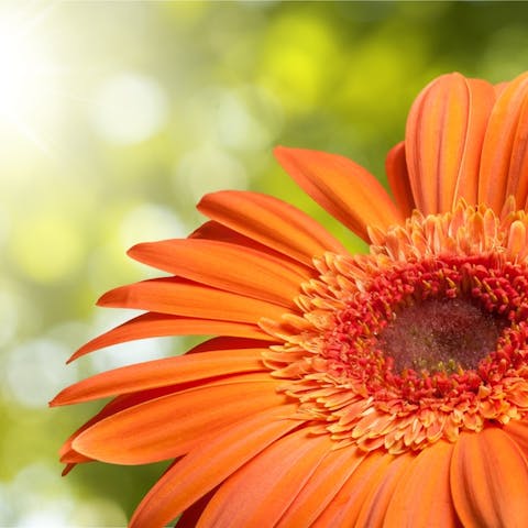 The Gerbera Daisy Flower Meaning - Flora Queen