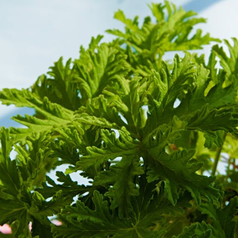 Mosquito Repellant Plants: Top 5 Plants That Naturally Repels Mosquitoes - Flora Queen