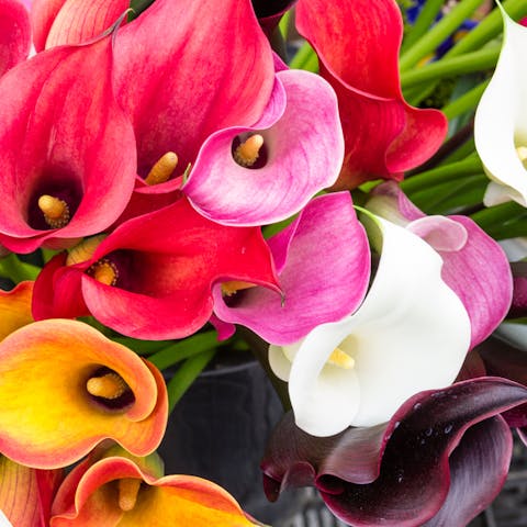 Symbolism Behind Calla Lilies - Flora Queen